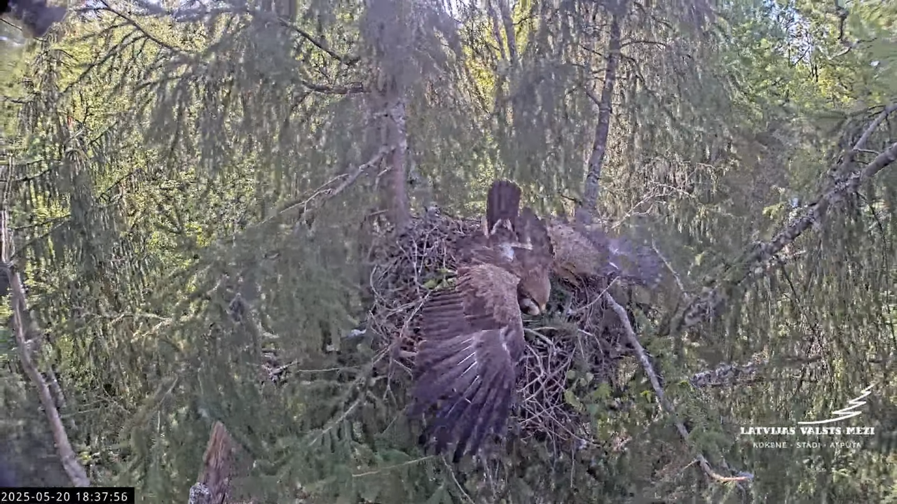 LVM mazais ērglis Lisiņa, egle2 – Lesser Spotted Eagle 16-39-31 screenshot (1)