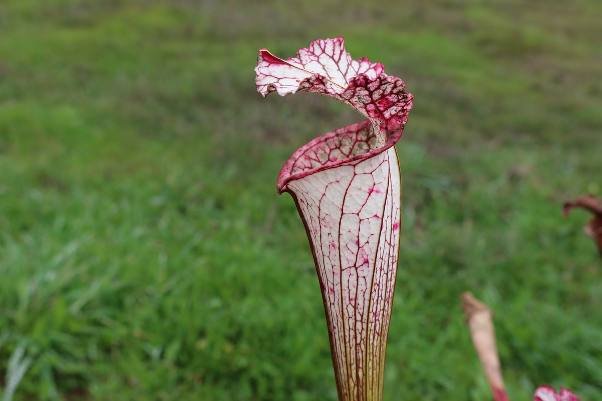 white petiole, 2021-12-07