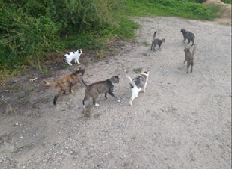 письмо беляновой2