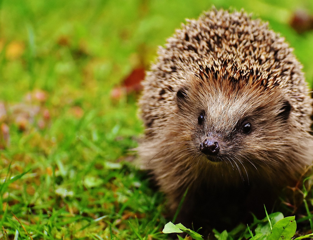 brown-hedgehog-1759505-1280.jpg