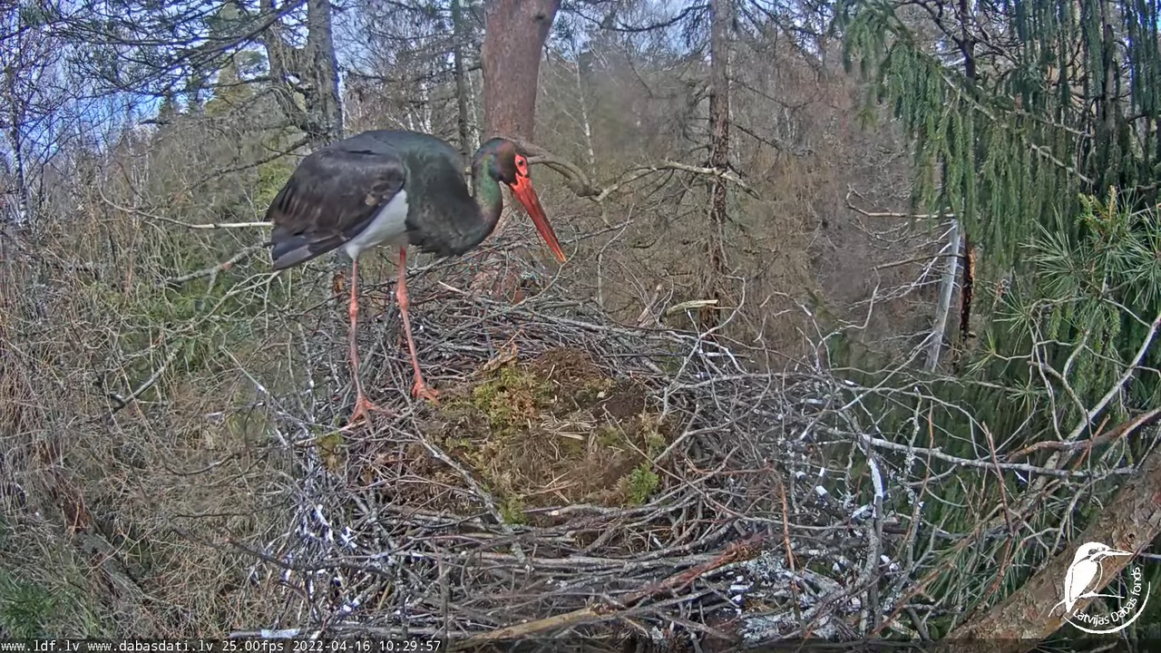 Melnais stārķis (Ciconia nigra) Siguldas novadā - LDF tiešraide 13-38-7 screenshot