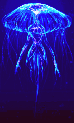 [Image: 250-i.gif]