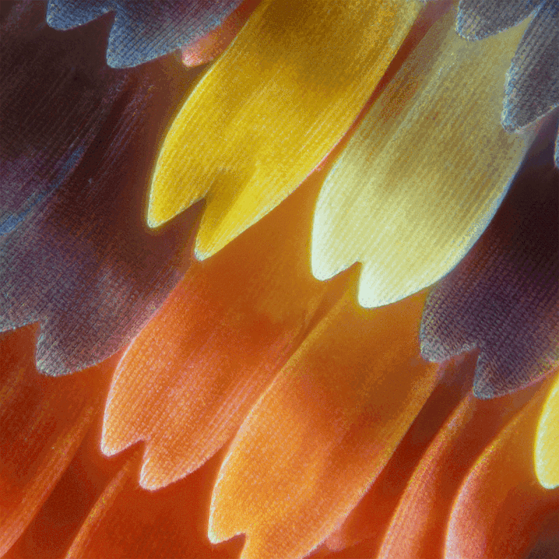 wing scales 1200px