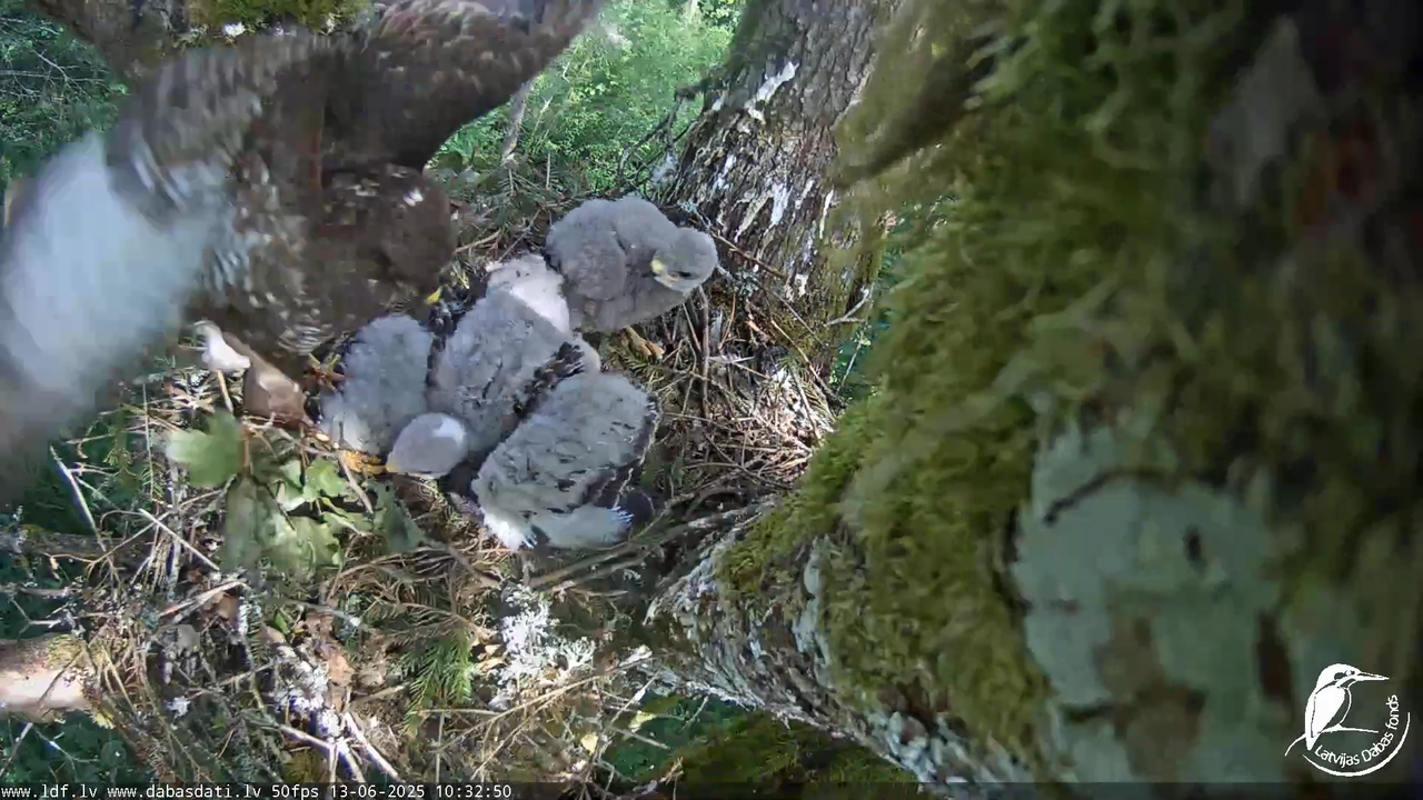 Melnās klijas (Milvus migrans) Kurzemē_ peļu klijāni (Buteo buteo) 6-25-53 screenshot