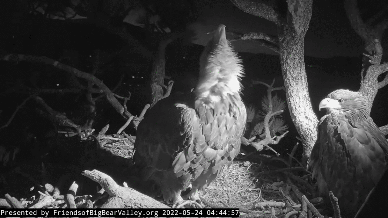 Webp.net-gifmaker (1)