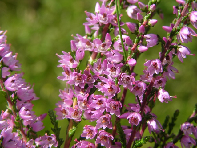 Calluna Vulgaris