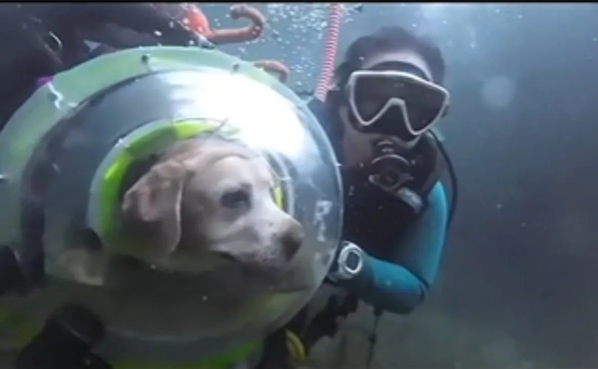 Perrito sorprende a TikTok y se hace viral por aprender a bucear (Video)