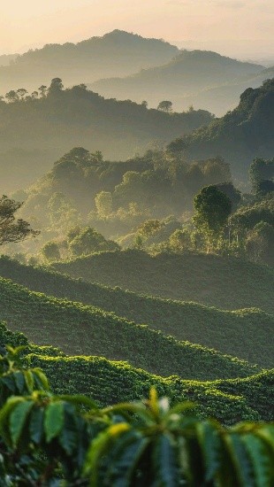 Coorg — rolling coffee plantations