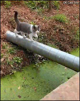 Amazing-Cat-GIF-SPLASH-If-you-don-t-succed-at-your-first-attempt-try-again.gif