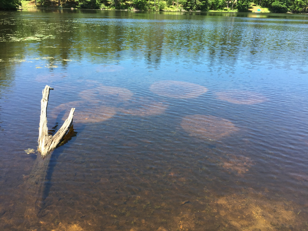 Pumpkinseed beds Massachusetts