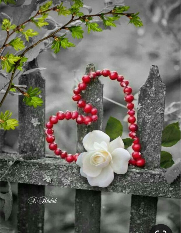 Screenshot_20240210_223623_Pinterest