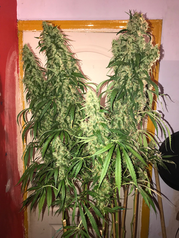 772055ED-7335-4CA8-914E-318997017419