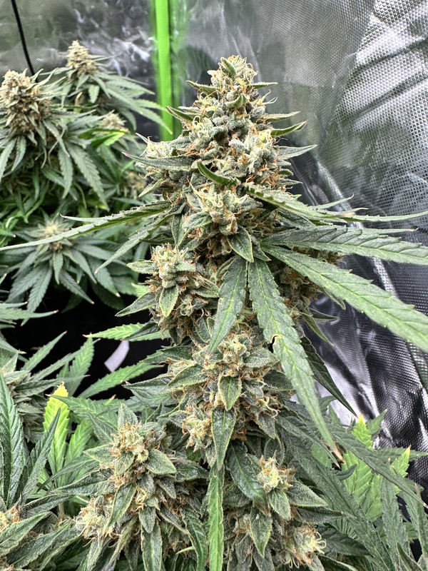 1AA15639-A3B2-4C54-8D57-D7CBA7AAE63E