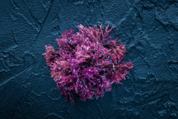 sea moss supplement