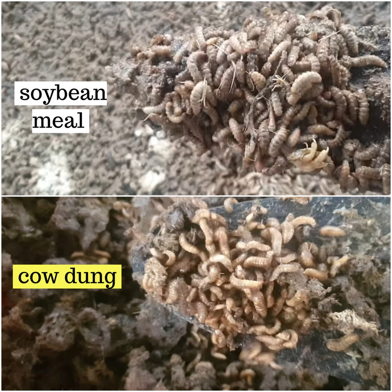 ten-days-old-larvae-cow-dung-soybean-meal-size-comparison.jpg
