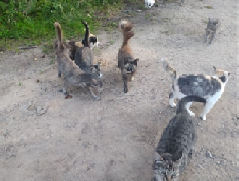 письмо беляновой1