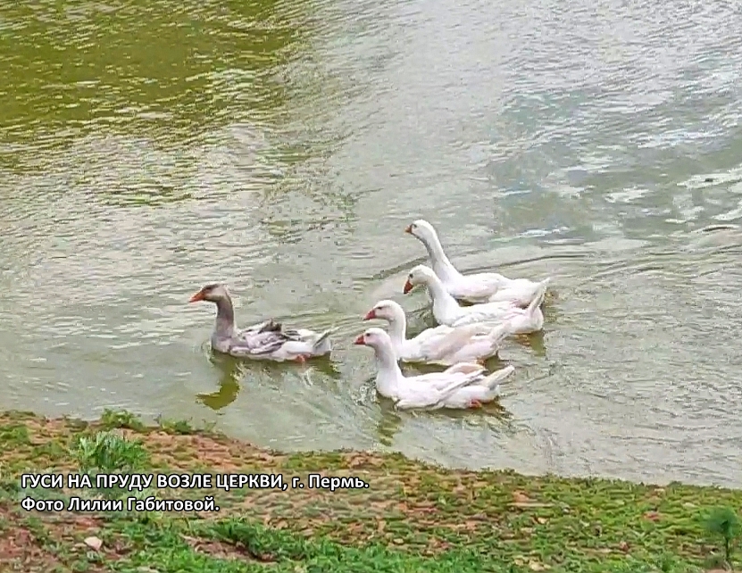 Гуси - 02 02 - подрезано с подписью