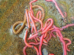 4-larenicola-è-lesca-più-producente-300x225