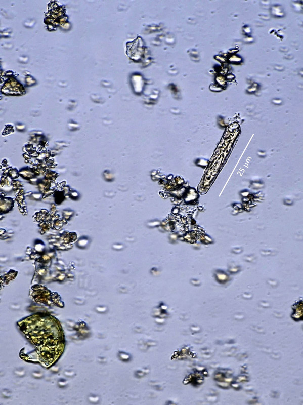 Sahara-Staub 15 Schalen-Bruchstück SL 50