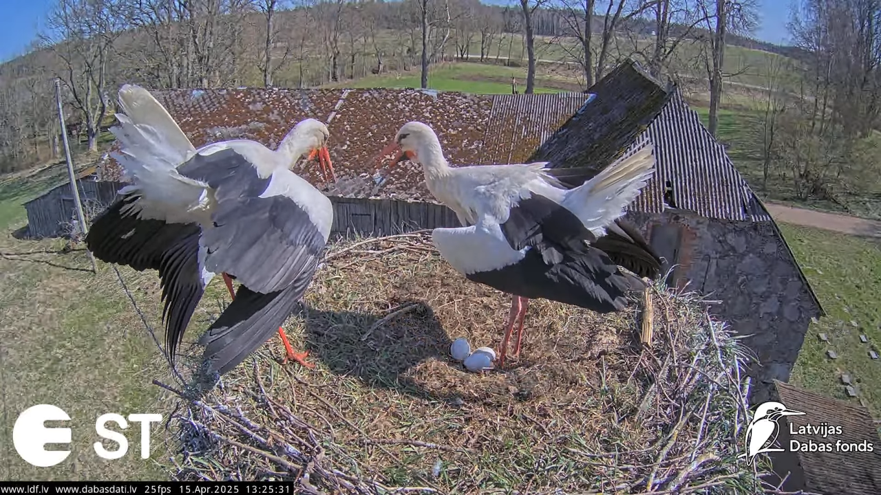 (15) Baltie stārķi (Ciconia ciconia) Tukuma novadā __ White storks in Tukums, Latvia - YouTube - 451