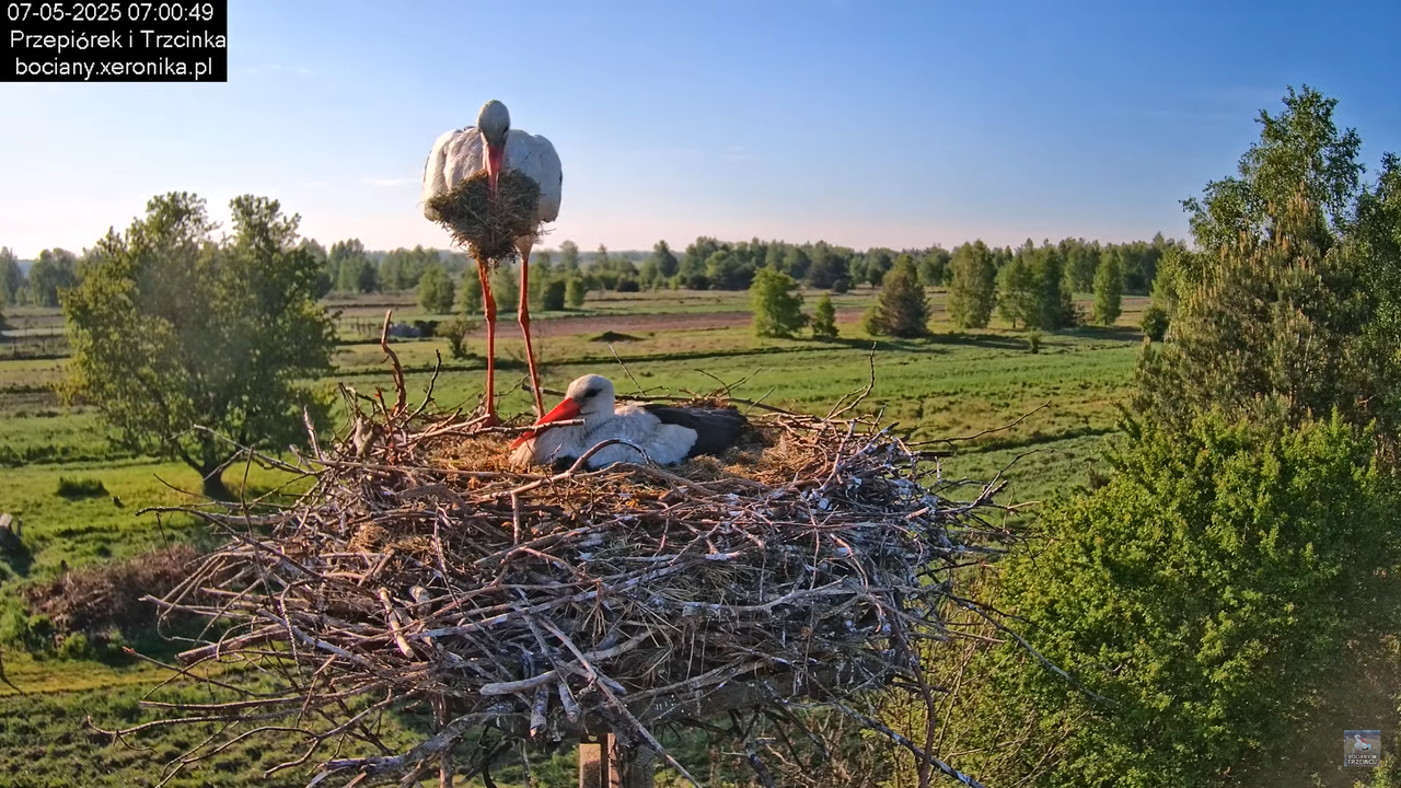 07052025bociany6