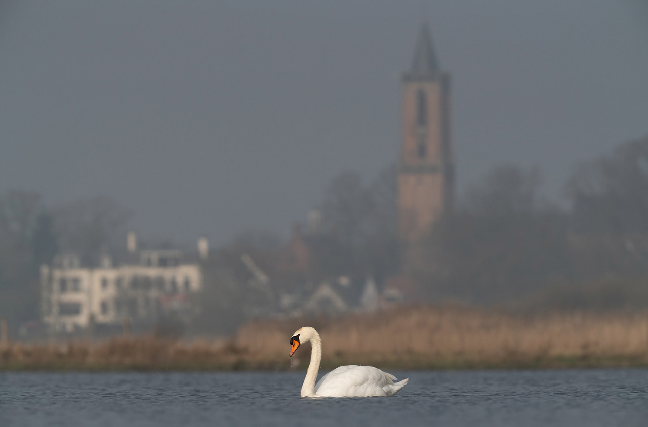 Amerongse Bovenpolder, een gebied waar ik graag mag komen