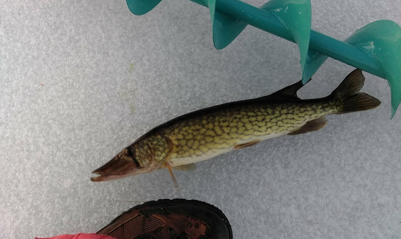 pickerel