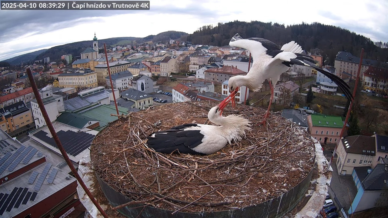 Živě z čapího hnízda na pivovarském komíně v Trutnově 11-7-52 screenshot