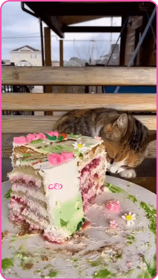 130426-chat-gateau-Liberte