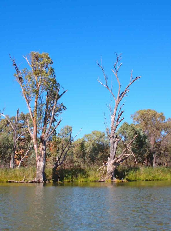 Murray River trees