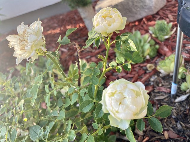 [Image: 6-F91584-D-AC56-40-D1-9555-3824-FABA1-D04.jpg]