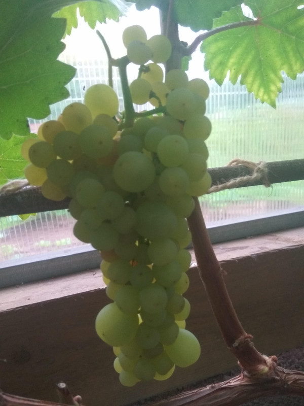 Циравас Аграа фото от 22.08.2018.