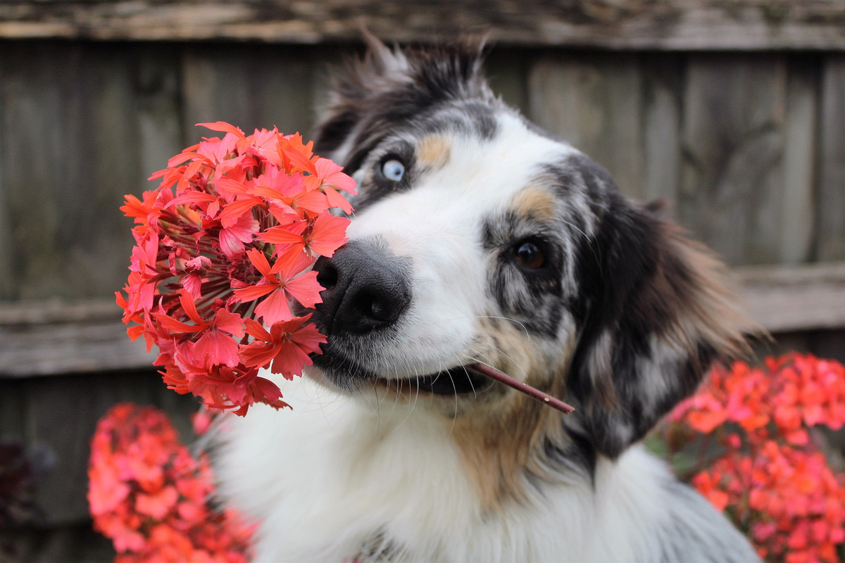 flowersdogbiting.jpg
