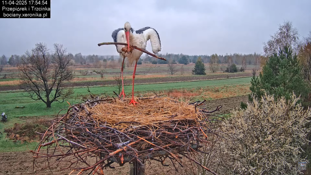 11042025bociany10