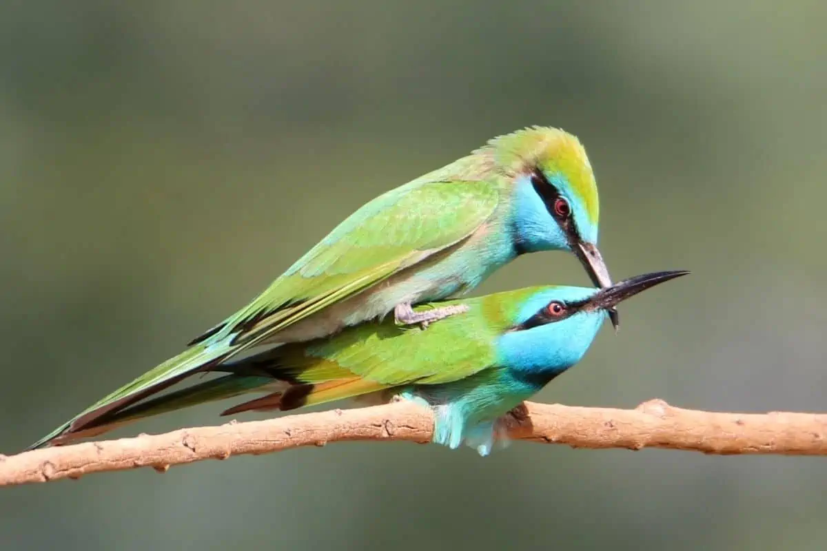 Bird Mating and Why is it Important?