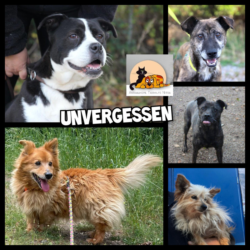 In Collage 20251101 101201088