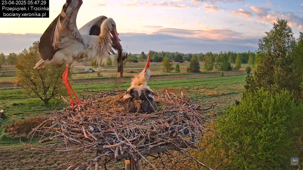 23042025bociany1