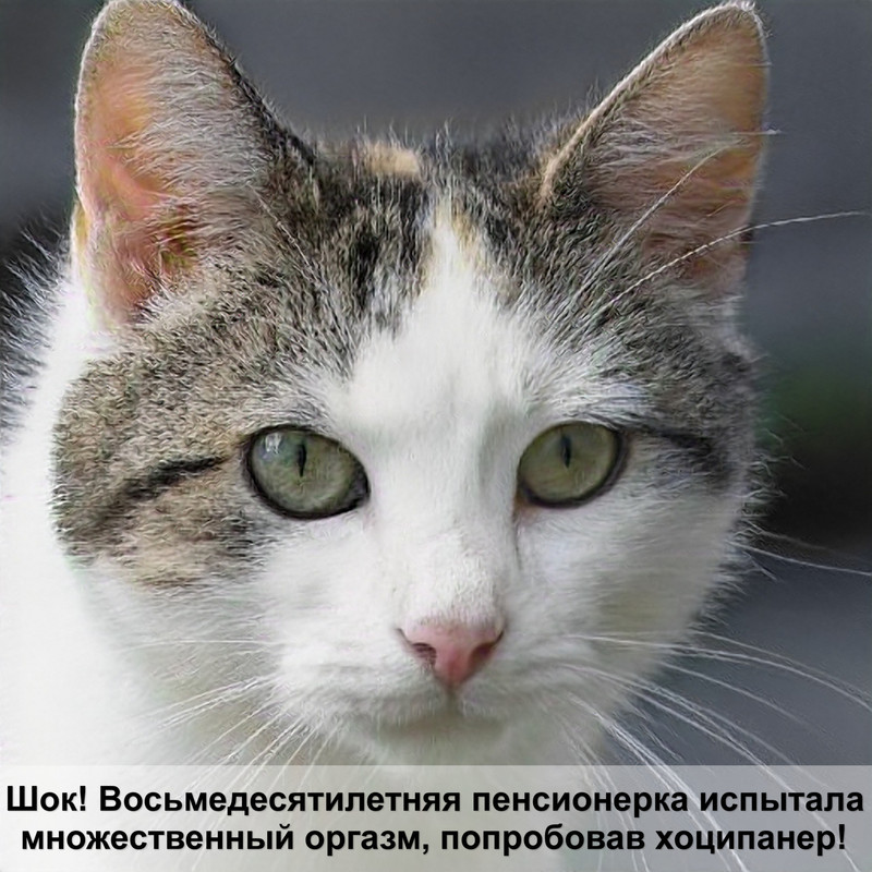 абиссинская кошка серого окраса