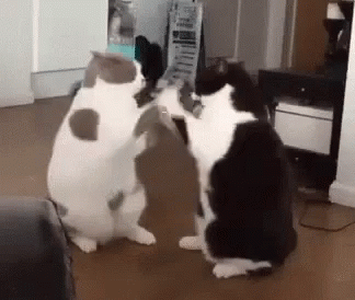 slow-cat-boxing-lethargic