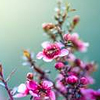 BB07-Flowers-06