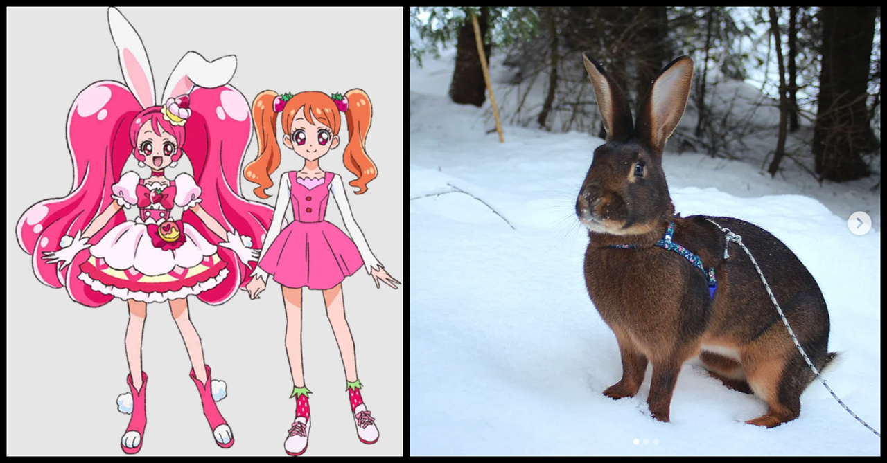 Ichika the Belgian Hare Take 2