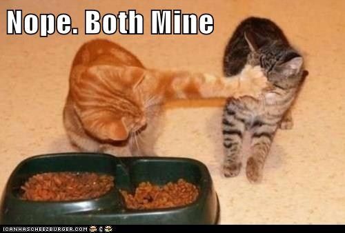 Cat Humor #7