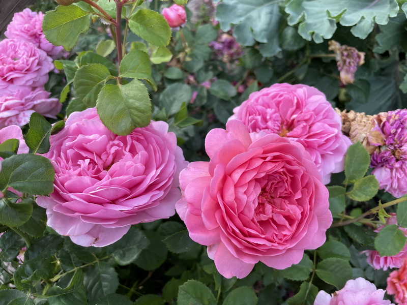 https://i.postimg.cc/1zg6XyPq/IMG-6441.jpg