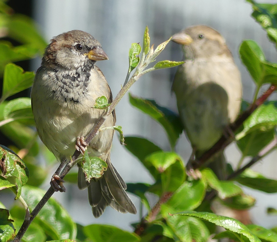 SPARROW 3 140824