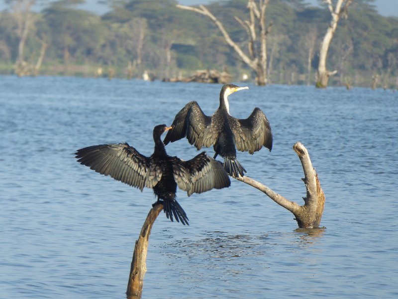 Un poquito de Kenia: Lagos Naivasha y Nakuru, Samburu y Masai Mara - Blogs of Kenya - PARQUE NACIONAL DE LAGO NAIVASHA (6)