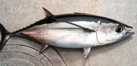 Thunnus_alalunga