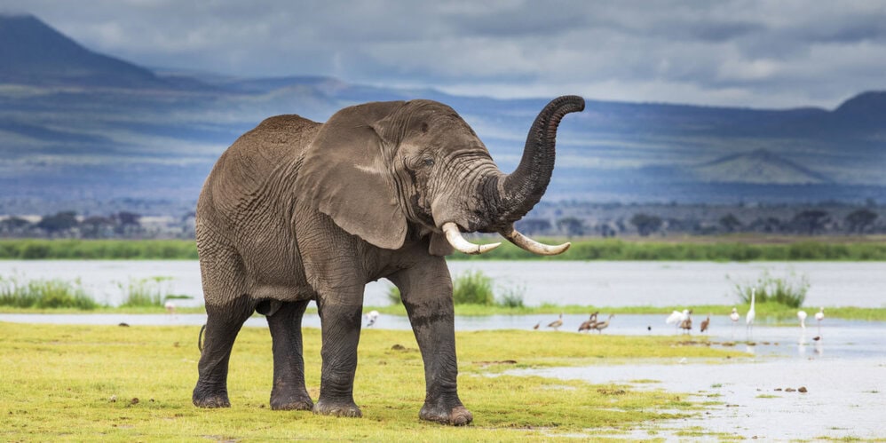 African Elephants