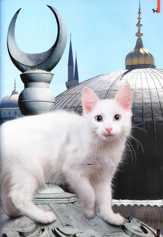Друг кошек № 8 2009-17