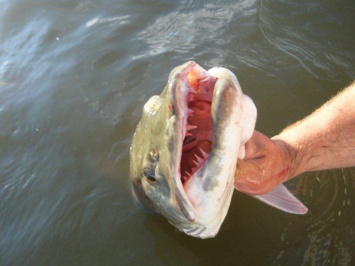 Teeth-zps957005e4.jpg