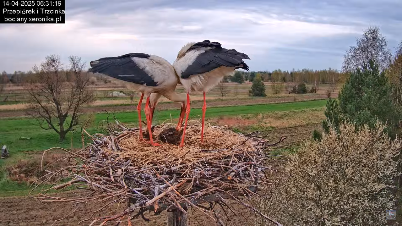 14042025bociany2